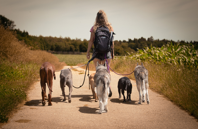 Packwalks/Lernspaziergang in Biel, Bern, Lyss, Aarberg, Seeland