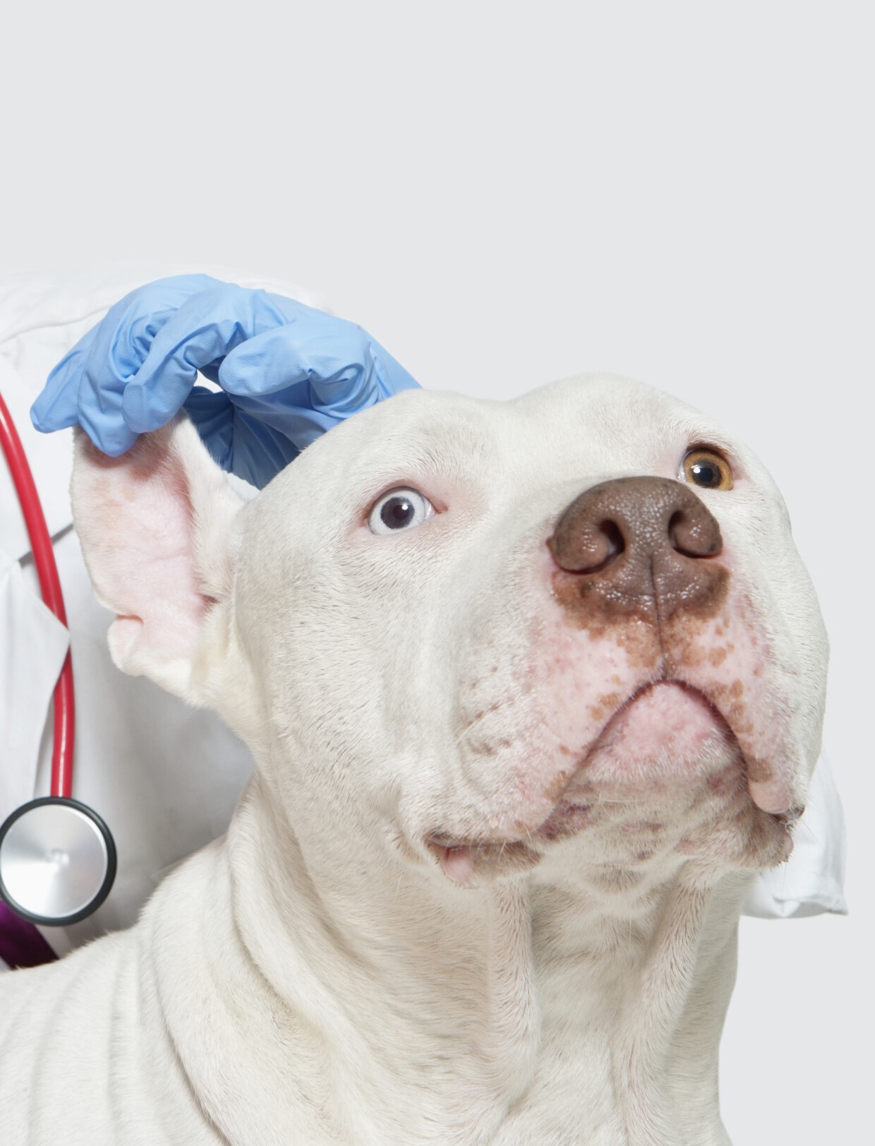 Gestresster Hund beim Tierarzt